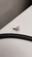 Tipulomorpha