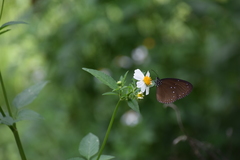 Euploea tulliolus ledereri