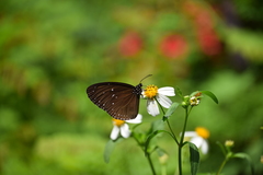 Euploea tulliolus ledereri