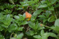 Phalanta phalantha phalantha