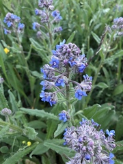 Cynoglottis barrelieri