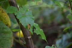 Cupha erymanthis lotis