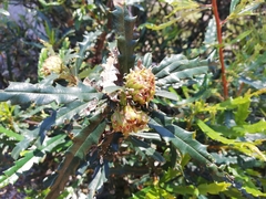 Banksia squarrosa