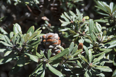 Banksia saxicola