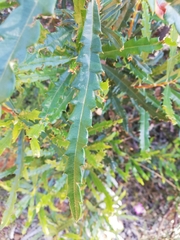 Banksia squarrosa