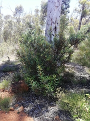 Banksia squarrosa