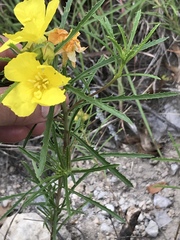 Oenothera serrulata
