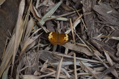 Cupha erymanthis lotis