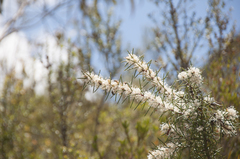 Hakea teretifolia