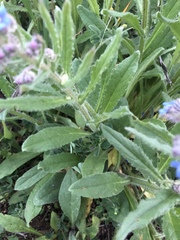 Cynoglottis barrelieri
