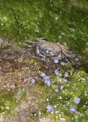 Cyclograpsus granulosus