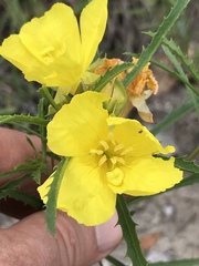 Oenothera serrulata