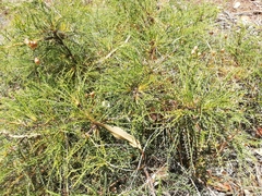 Banksia fraseri