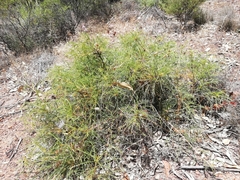 Banksia fraseri