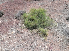 Banksia fraseri