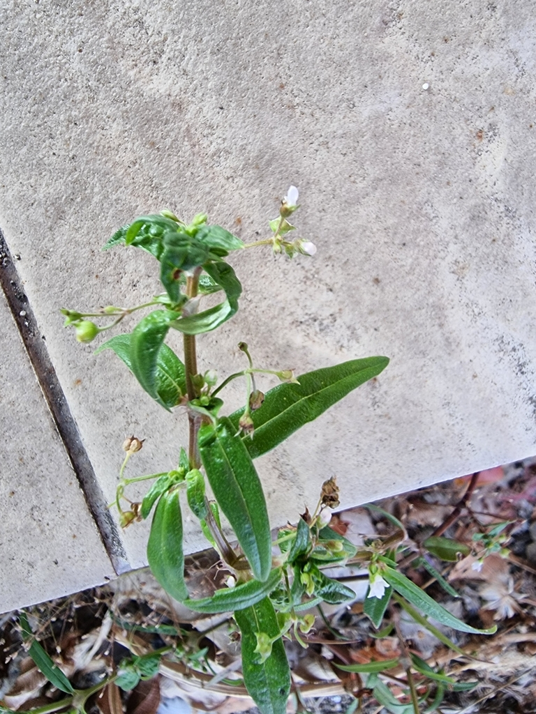 Old World Diamond Flower from แขวง บางพลัด เขตบางพลัด กรุงเทพมหานคร