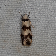 Chezala brachypepla