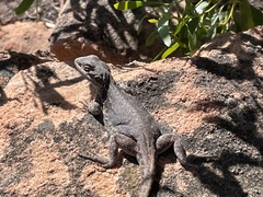 Ctenophorus modestus