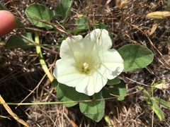 Calystegia malacophylla
