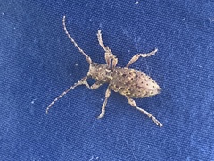 Plectrura spinicauda