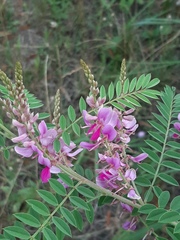 Indigofera heterantha