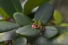 Garcinia amplexicaulis