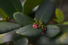 Garcinia amplexicaulis