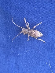 Plectrura spinicauda