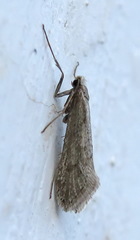 Deuterotinea casanella