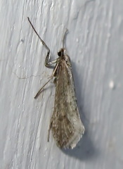 Deuterotinea casanella