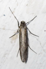 Deuterotinea casanella
