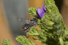Megachile chrysopyga