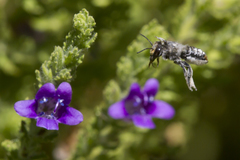 Megachile chrysopyga