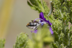 Megachile chrysopyga