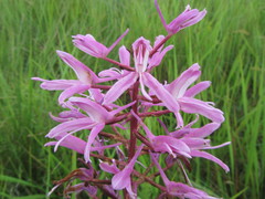 Disa nervosa