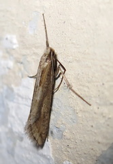 Deuterotinea casanella