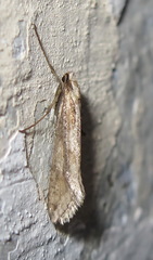 Deuterotinea casanella