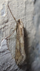 Deuterotinea casanella