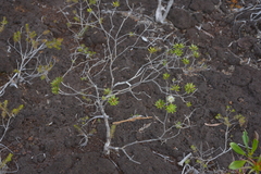 Melaleuca gnidioides