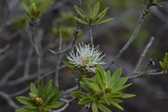 Melaleuca gnidioides