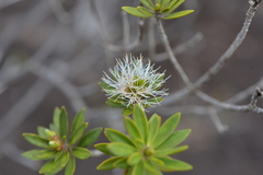 Melaleuca gnidioides