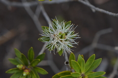 Melaleuca gnidioides