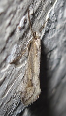 Deuterotinea casanella