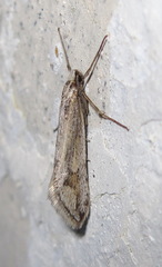Deuterotinea casanella