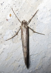 Deuterotinea casanella