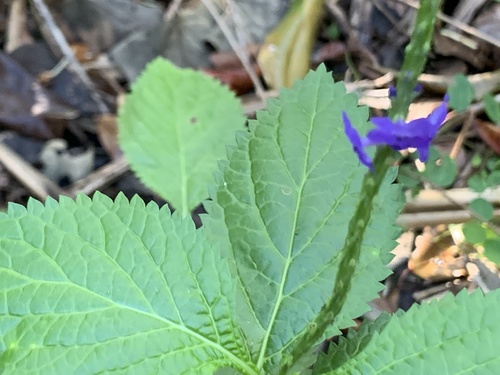 Stachytarpheta urticifolia
