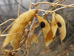 Amphicarpaea edgeworthii