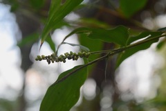 Lasiacis ruscifolia
