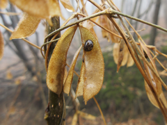 Amphicarpaea edgeworthii
