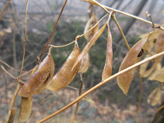 Amphicarpaea edgeworthii